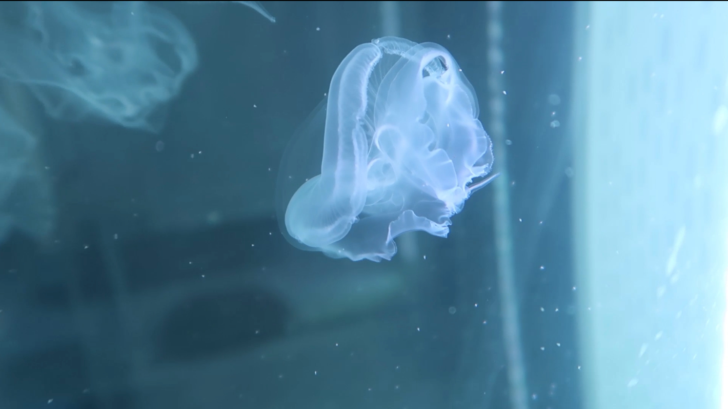 【水母的神秘世界】碎成渣的水母可以修复吗?